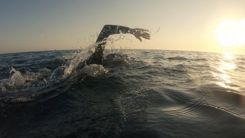 Man training front crawl technique in open water, back view. Sportsman swimming in choppy sea at sunset. Swimmer workout, tracking shot from backside Video de stock