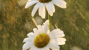 White daisy flower under the summer warm rain. Creative. Chamomile blooming flowers in the summer meadow. - Powered by Shutterstock - Get 15% off with code: PIKWIZARD15