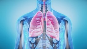 Human Respiratory System Anatomy Animation of Transparent Body Rotating in Seamless Loop with highlighted Lungs. - Powered by Shutterstock - Get 15% off with code: PIKWIZARD15