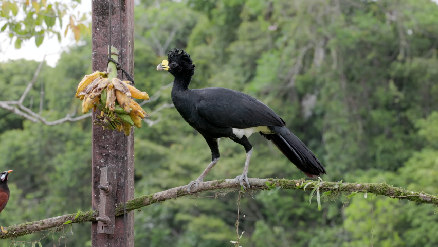 a male great curassow bird and a montezuma oropendola feed on a bunch of bananas at an ecolodge in boca tapada of costa rica Royalty-Free Stock Footage #1092036973