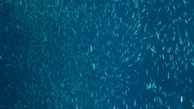 VERTICAL VIDEO: Massive school of small fish swims in the blue water in sunlights. Shoal of Silver-stripe round herring or slender sprat (Spratelloides gracilis) Slow motion