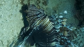 VERTICAL VIDEO: big Lion fish lies on seabed near coral reef. Red Lionfish (Pterois volitans), Close-up, Slow motion