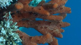 VERTICAL VIDEO: Close-up of the Red Toxic Finger-sponge (Negombata magnifica). Underwater landscape. Slow motion