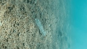 VERTICAL VIDEO: Close-up, a plastic bottle lies on the seabed in the sun rays, in the coastal area on the beach. Plastic pollution of the Ocean. Slpw motion. Red sea, Egypt