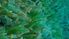 VERTICAL VIDEO: Close-up of the Halophila seagrass. Camera moving forwards above seabed covered with green seagrass. Underwater landscape. Slow motion