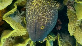 VERTICAL VIDEO: Yellow Edged Moray Eel (Gymnothorax flavimarginatus) peeks out of its Lettuce coral or Yellow Scroll Coral (Turbinaria reniformis). Slow motion, Close-up