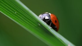 Nice 4k macro video of ladybug insect, sitting on green grass and cleaning, nature and wild life, close up