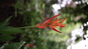Tropical beautiful plant called Heliconia orange reddish color close-up in the tropics, vertical video for social media 