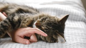 Cat Playing with Hand. Caressing baby cat while he is sleeping. Human Host stroking kitten with his hand on a white blanket. Little kitty is played, funny video. Pet friendship concept. Close Up.