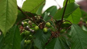 unripe cherry fruits hang on a branch. 4k footage