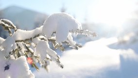 Snow falls from coniferous trees. snow-capped winter mountains
trees covered with snow, mountain landscape in winter, time lapse video.