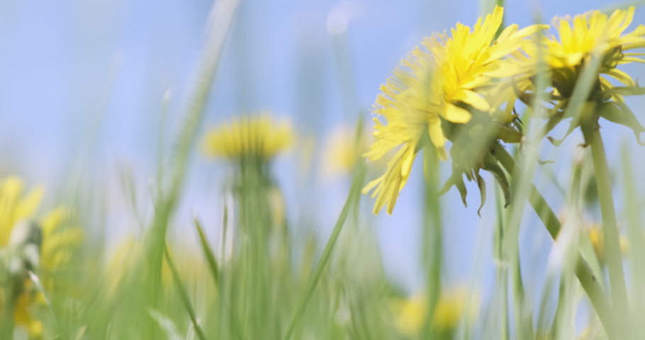 Yellow dandelions in green grass on blue sky sunny spring day. Blooming yellow dandelion buds wind swaying in bright salad juicy grass. Summer fresh background. Wild flowers. Static 4k nature footage Royalty-Free Stock Footage #1092054015