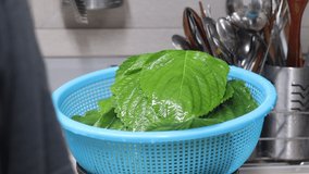 Video of washing perilla leaves
