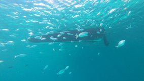 Underwater slow motion video of shoal of saddled seabream (Oblada melanura), also called the saddle bream or oblade below a small boat