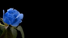 Beautiful opening blue rose on white background. Petals of Blooming blue rose flower open, time lapse, close-up. Holiday, love, birthday design backdrop. Bud closeup. Macro. 4K UHD video timelapse
