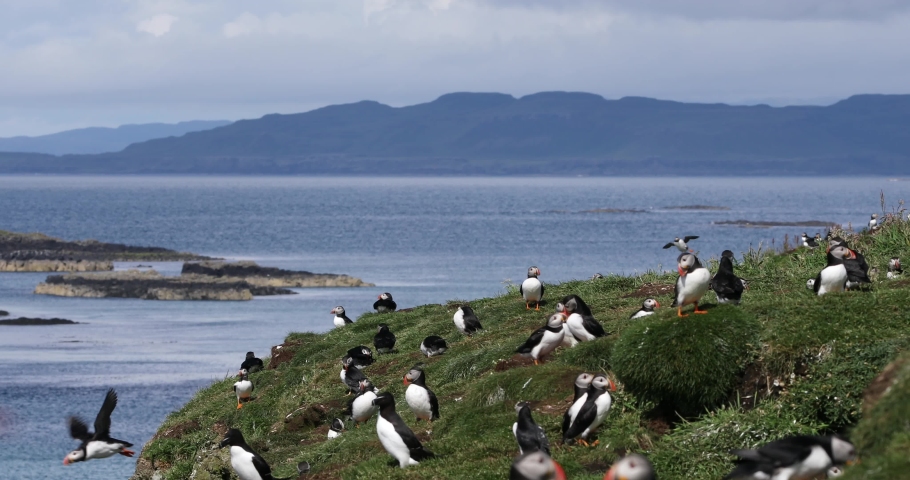 puffin colony with razorbills on headland, Treshnish Islands, Scotland, wide Royalty-Free Stock Footage #1092060011