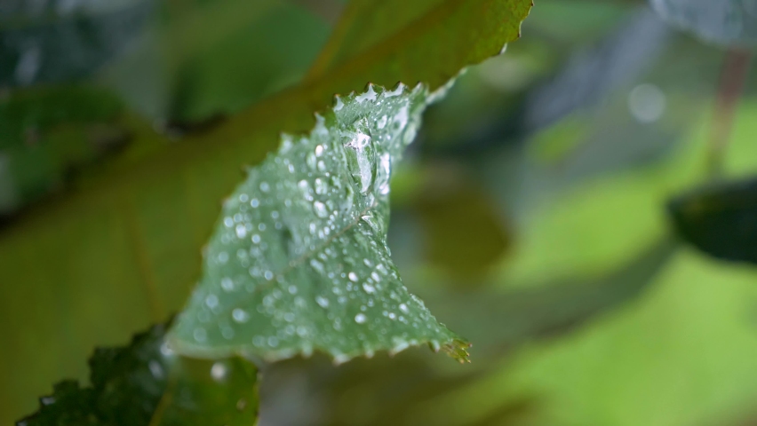 Slow Motion Vertical Shot of Water Droplets Falling on Leaf, Static Shot