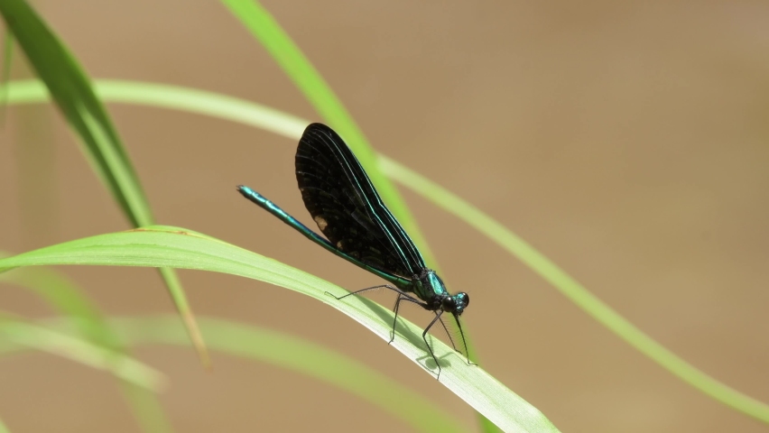 Ebony Jewelwing damselfly on a grass leaf, with water running on background
