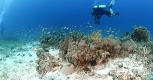 scuba divers filming colorful coral scenery tropic waters philippines underwater ocean subadivers to explore