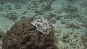 The sea worm lives on top of the coral. Marine polychaete worms - Polychaetes.