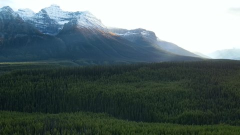 Arial view of vast larch forests in Alberta. Drone Shot of the pine woods and Scenic Mountains with snow Peaks in Banff National Park on a sunny day. Aerial video over a forest in Rocky Mountains