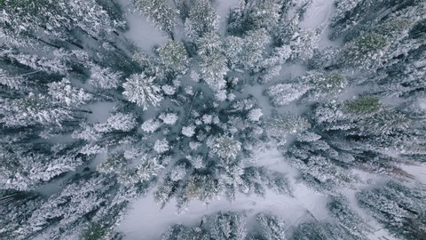 Winter forest snow pine trees in Colorado mountains landscape, drone shooting 4K footage of cinematic winter background with text space. Scenic winter nature, outdoors adventure on Christmas vacation