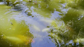 A group of orange and white koi carp swimming together in an algae-filled ornamental pond.