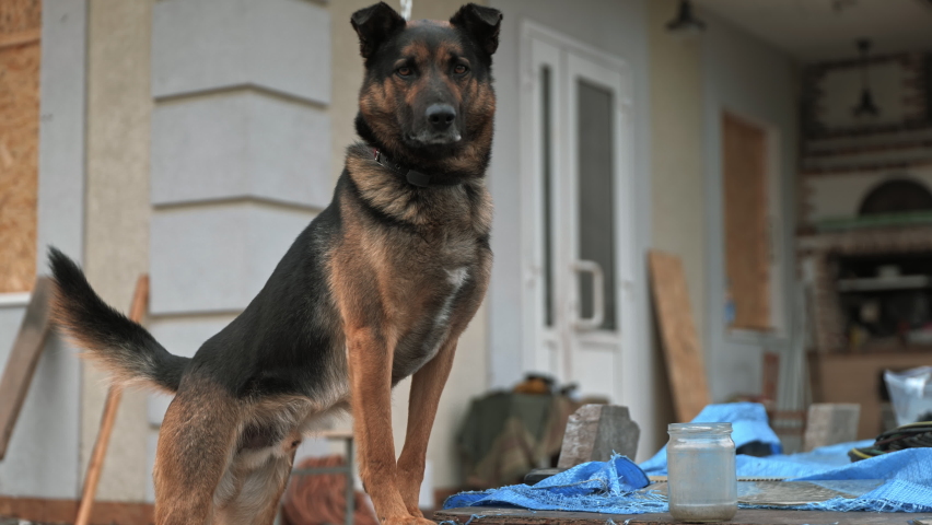 A dog guards a house destroyed by a Russian shell
