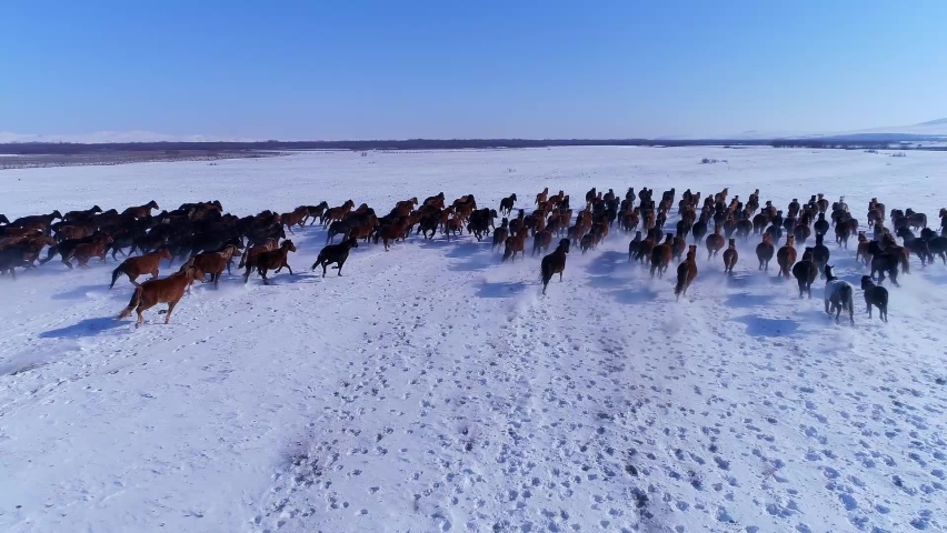 Drone point view of hundreds of horses running on the endless snow-covered grassland in Inner Mongolia, China Royalty-Free Stock Footage #1092076705