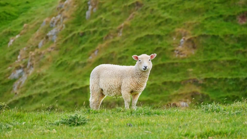 Close-up of a white lamb looking forward on the green grass of the hillside