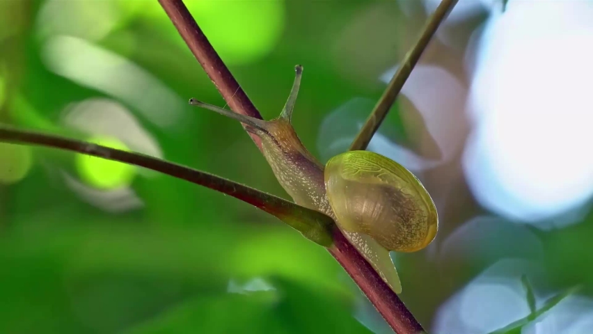Close-up of a snail slowly crawling up on the stem of the plant