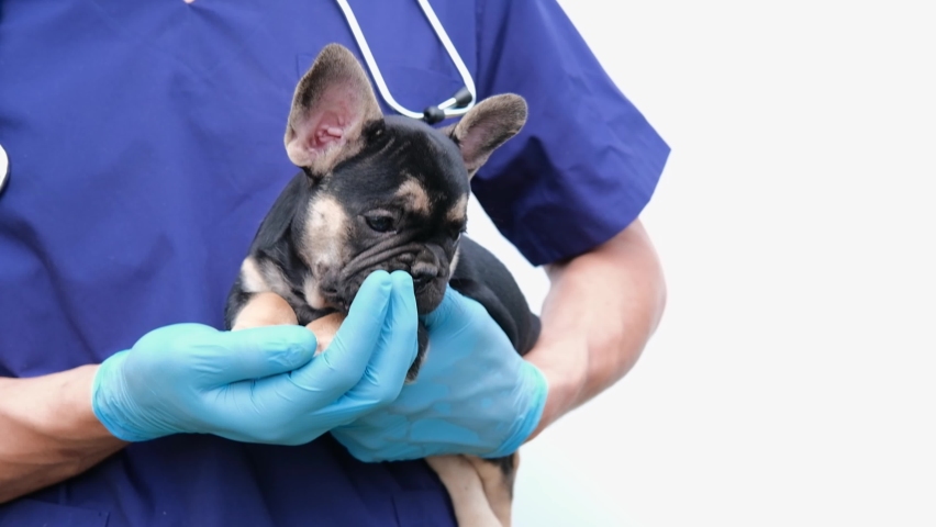Cropped image of handsome male veterinarian doctor with stethoscope holding cute funny French bulldog puppy in arms in veterinary clinic on white background. 4K with copy space Royalty-Free Stock Footage #1092081507