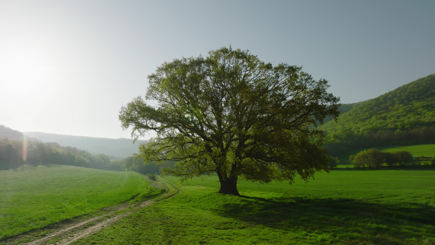 Inspirational aerial landscape, summer fields, drone point of view. panorama from Dobrogea, Romania