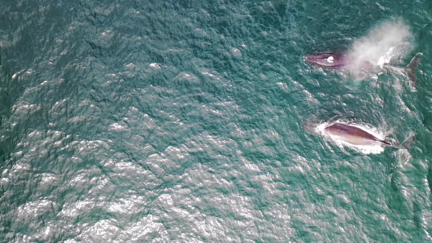 Aerial view of Killer Whales along the coast in Broad Bay, Unalaska, Alaska, United States.