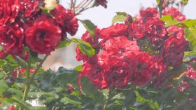 Slow motion - water drops falling down: process of watering beautiful blooming flowers - red roses at park, garden - close up view. Gardening, blooming, nature, floral and decoration concept - Powered by Shutterstock - Get 15% off with code: PIKWIZARD15