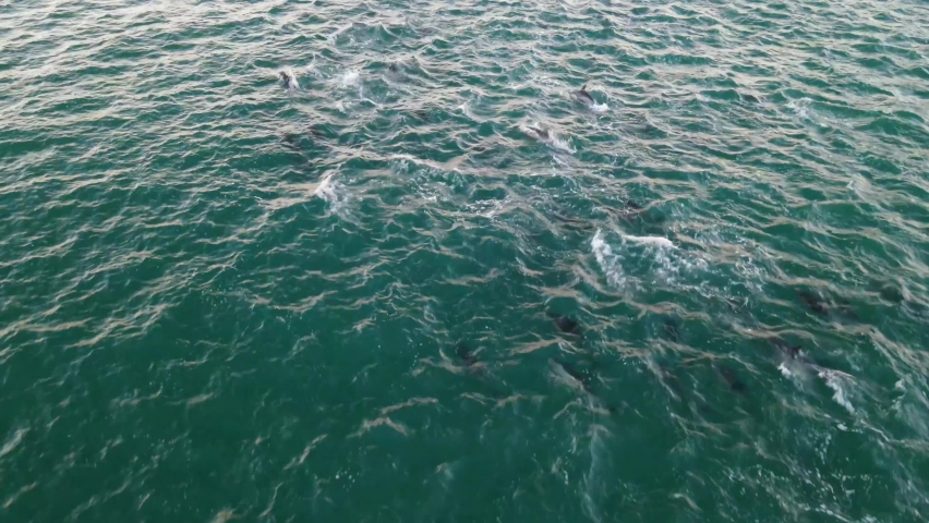 Aerial view of dolphins swimming in the open water along the coast, Hout Bay, Cape Town, South Africa.