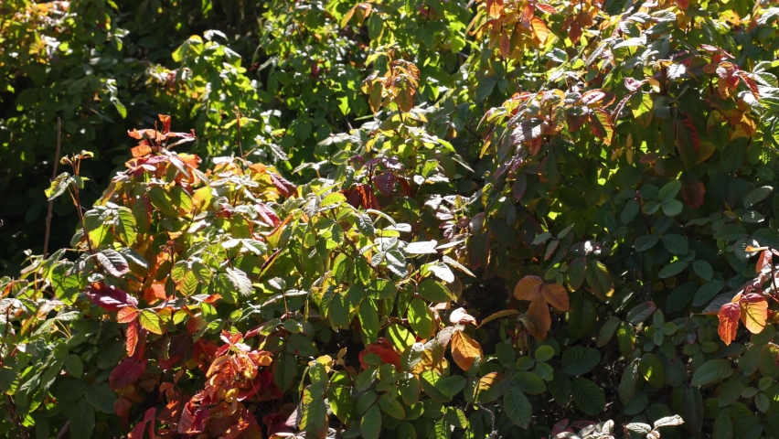 Poison Oak plant on the side of a hiking trail on the central coast of California