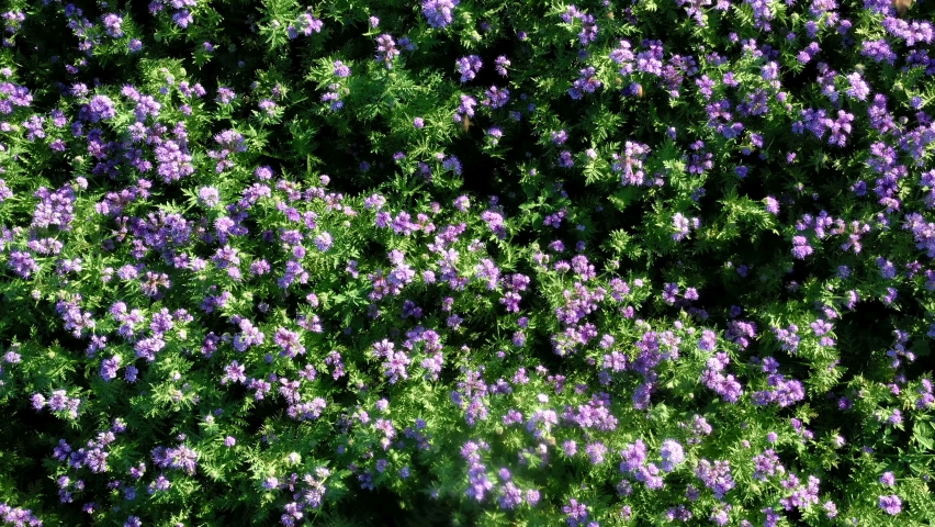 Phacelia, flowering fields of phacelia, drone video, 4k