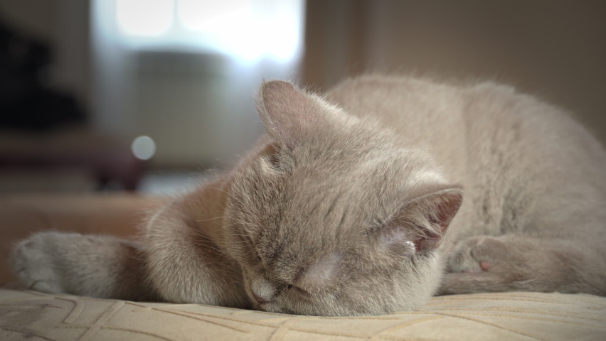 Pedigree gray domestic cat sleeps on a high chair in the apartment. The cat is basking on a chair in the sun. Sleepy beautiful cat is sleeping.