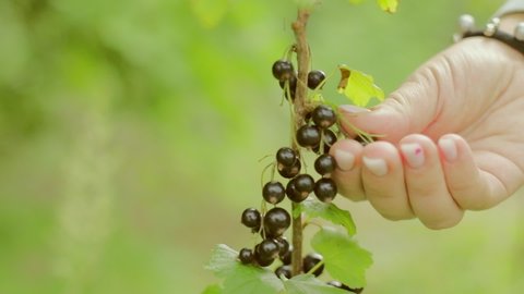 Berry harvest. Picking black currants. Hands remove blackcurrant berries from the bush. Nature