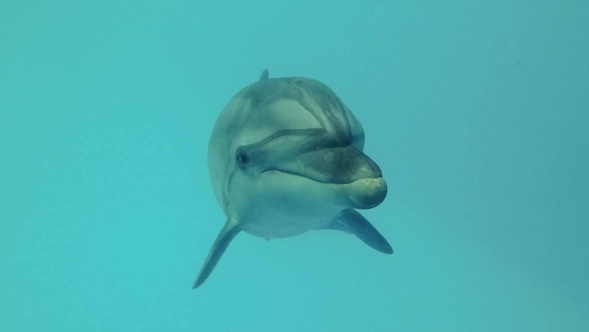 Young curious bottlenose dolphin looks at the camera and smiles - Slow motion. Dolphin Selfie - Close-up Royalty-Free Stock Footage #1092100709