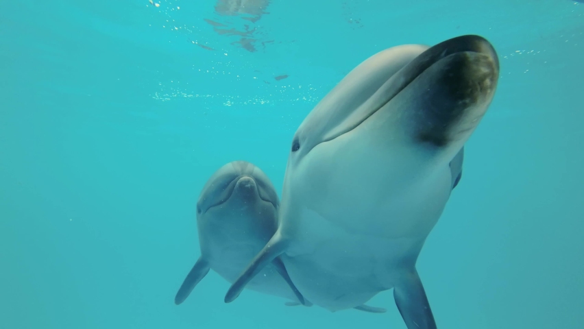 Two young curious bottlenose dolphins looks at the camera and smiles - Slow motion. Dolphins Selfie - Close-up