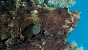 VERTICAL VIDEO: Portrait of big red Octopus sits on the coral reef. Common Reef Octopus (Octopus cyanea), Slow motion, Close-up. Red sea, Egypt
