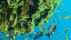 VERTICAL VIDEO: Underwater multicolored tropical fishes swim around beautiful coral reef. School of Lyretail Anthias (Pseudanthias squamipinnis) swim near Lettuce coral (Turbinaria reniformis)