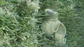 VERTICAL VIDEO: Close-up of Moray lie in green seagrass. Geometric moray or Grey Moray (Gymnothorax griseus) on Seagrass Zostera. Slow motion