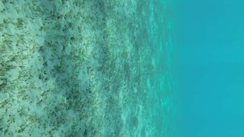 VERTICAL VIDEO: Slow motion. Glare of the sun on sandy bottom covered with green seagrass in the surf zone. Sunrays on seabed. Camera moving forwards above seabed