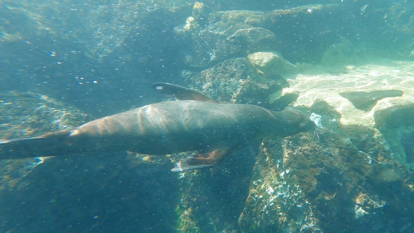 Galapagos sea lions swimming in the Pacific ocean. Underwater video shot while snorkeling in the Galapagos island in Ecuador