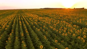 Sunflower plantation in the evening light, taken from a drone. Footage from a bird's eye view. Location place agrarian region Ukraine, Europe. Cinematic shot. Filmed in UHD 4k video. Beauty of earth.