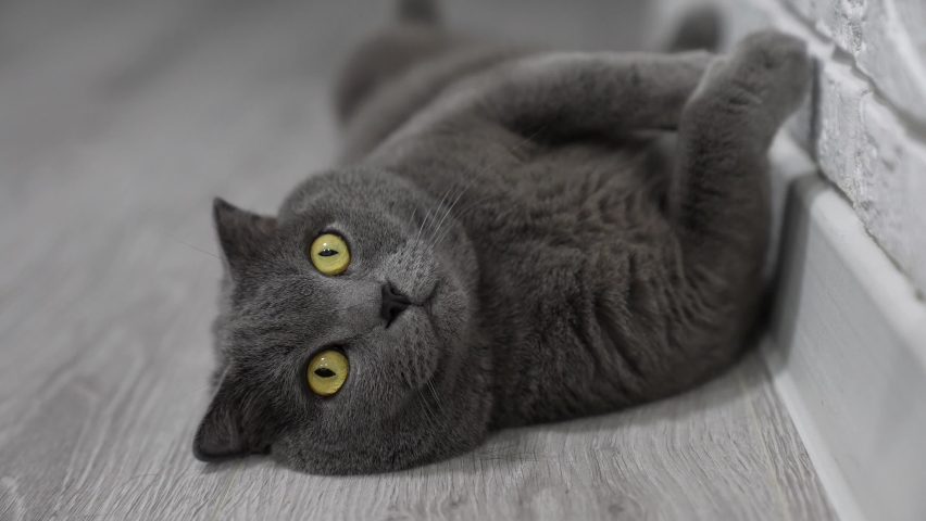 Home pet. British gray cat lies on the gray floor in the house. A beautiful British breed cat looks at the camera and blinks its eyes. Royalty-Free Stock Footage #1092102643