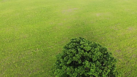 Drone flying around lonely oak tree in yellow field, top view from above, aerial shot